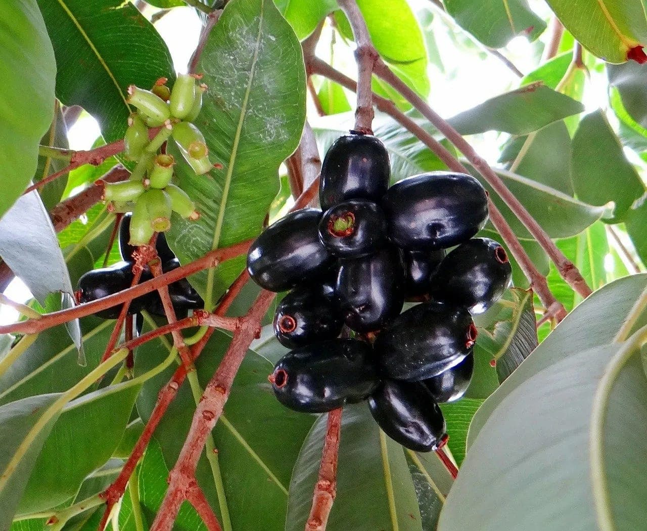 5 Splendid Jamun Benefits That’ll Bowl You Over