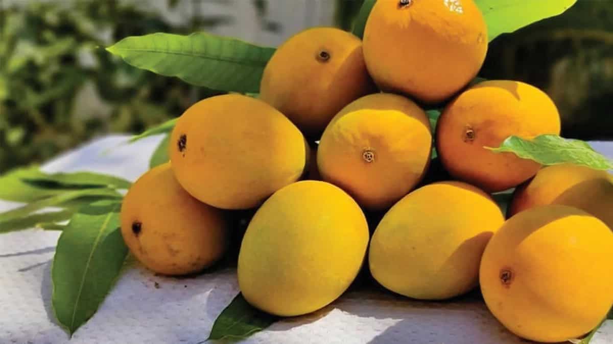 Why Are Indians Obsessed With Ratnagiri's Alphonso Mangoes?