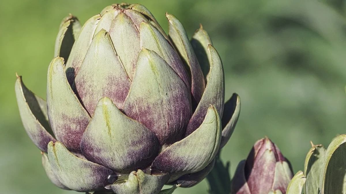 Artichokes: Their History And How To Eat Them