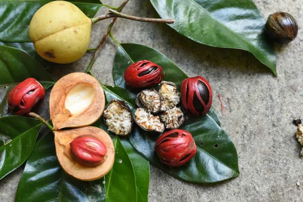 Tracing The Origins Of Nutmeg: Here's What You Should Know 