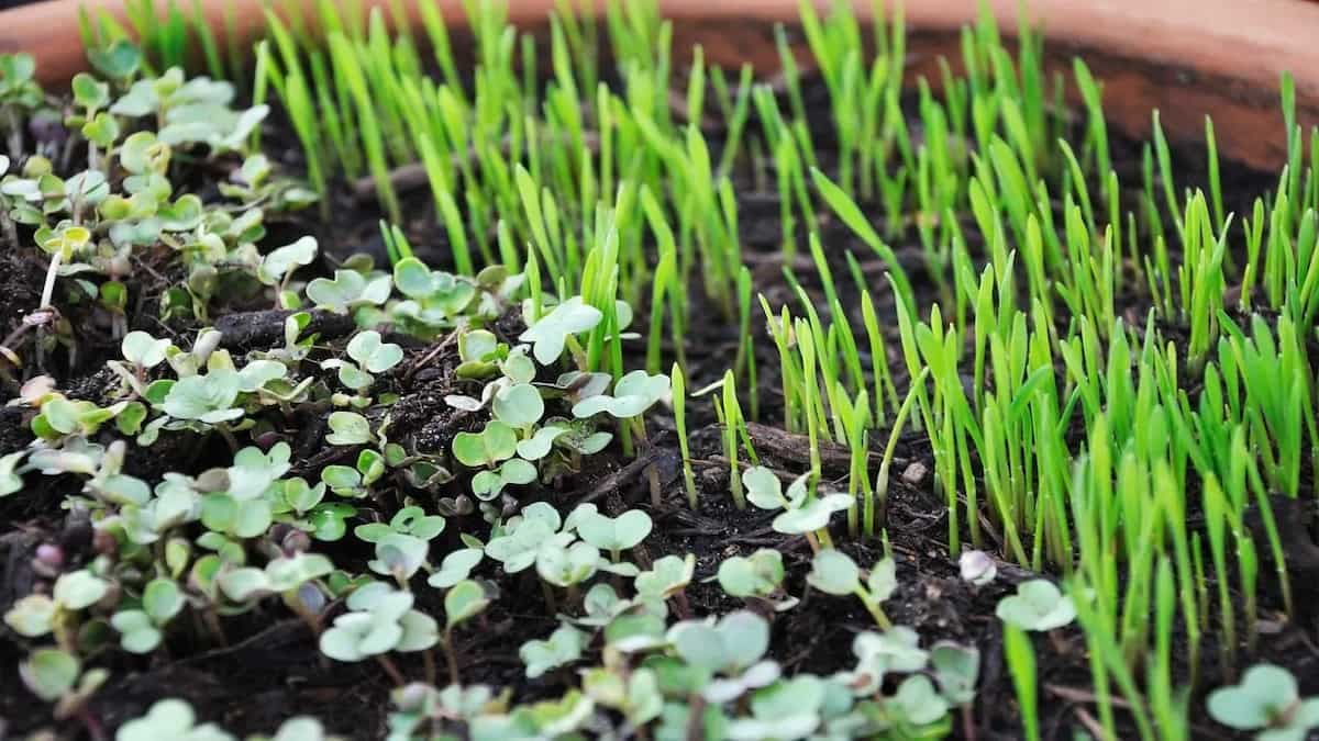 4 Reasons Why You Must Add Microgreens in Your Daily Diet