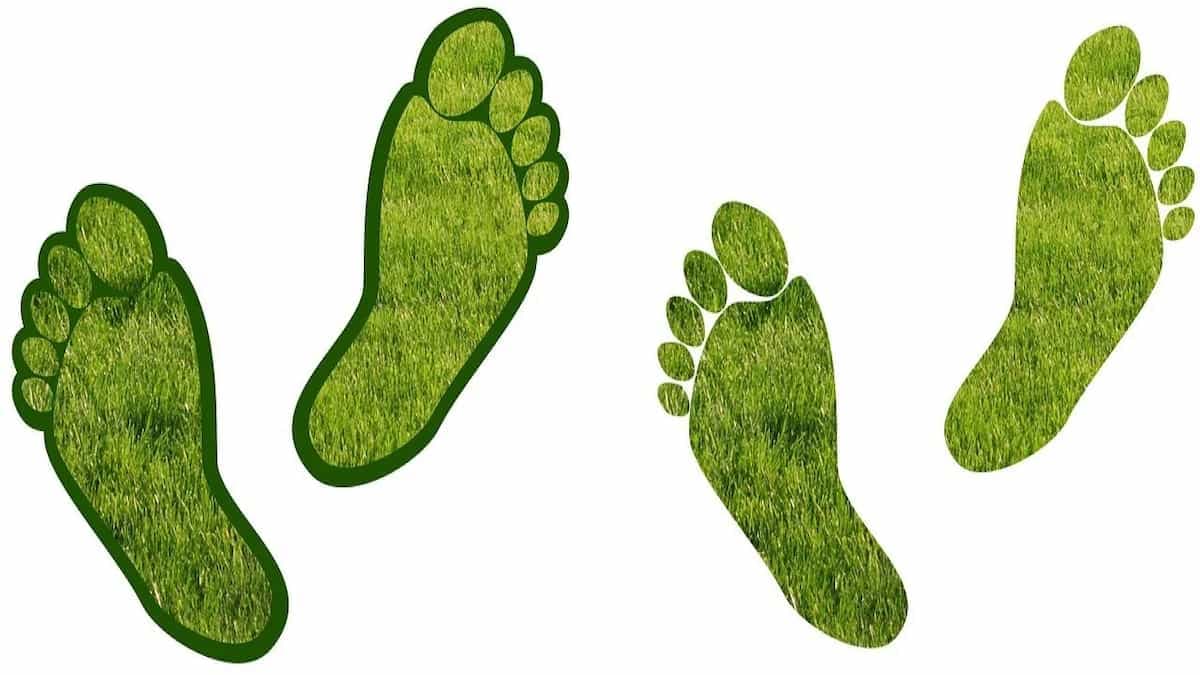 Reduce Your Carbon Footprint With These 4 Habits