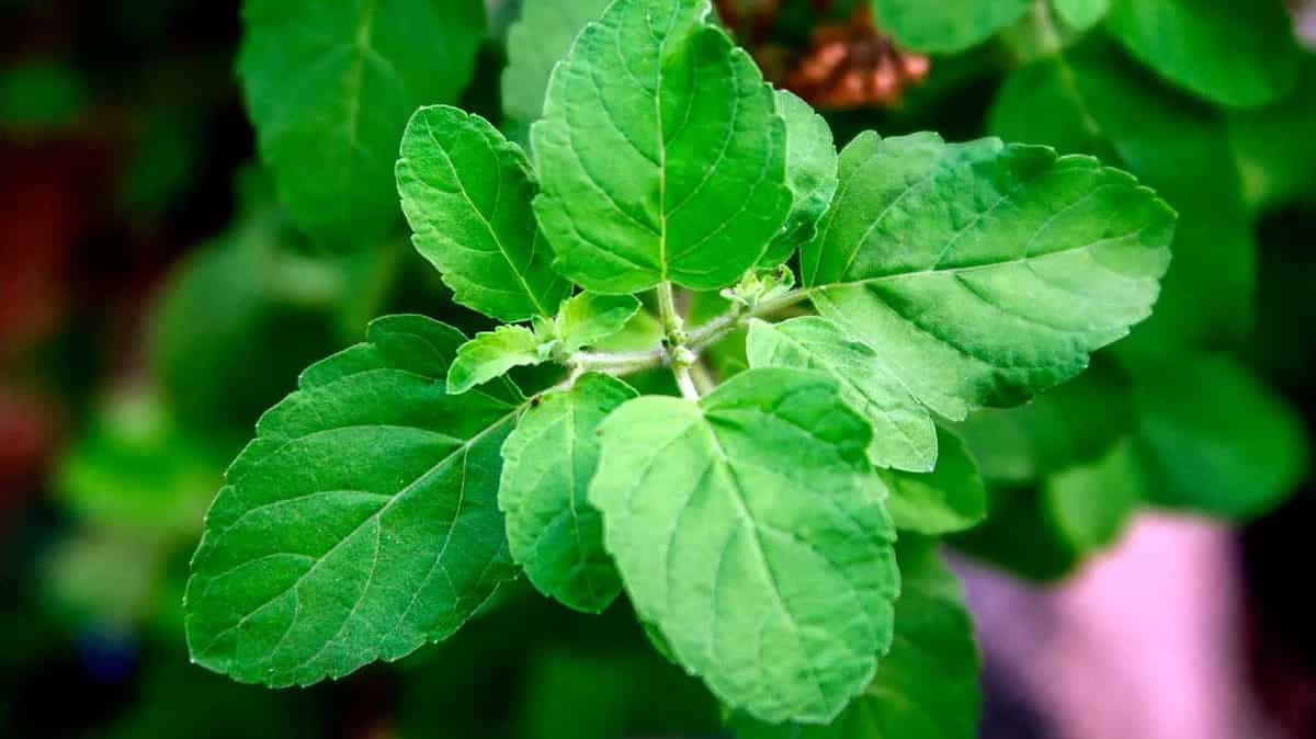 Holy Basil Plant: Learn About Various Health And Medicinal Properties Of Tulsi