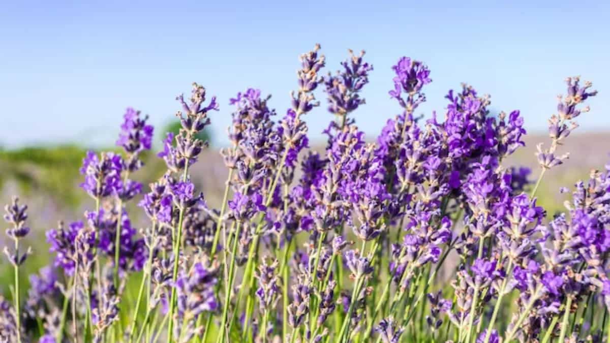 Home Gardening: Steps To Grow Lavender From Seedlings At Home