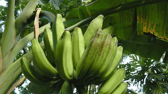 Growing Banana Tree From The Seed: Tips For Urban Gardeners