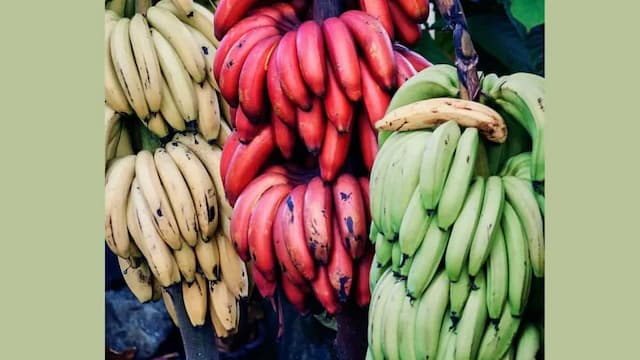 Growing Bananas: Essential Tips To Keep In Mind