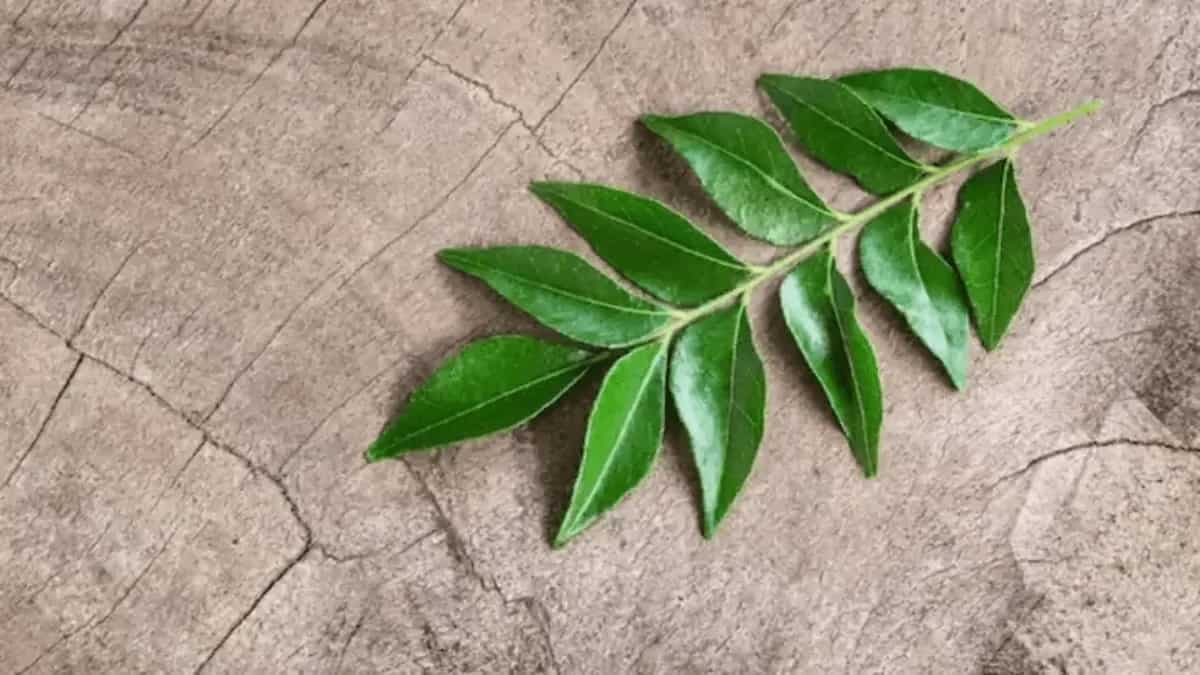 Tips To Refrigerate Curry Leaves In A To Increase Shelf Life