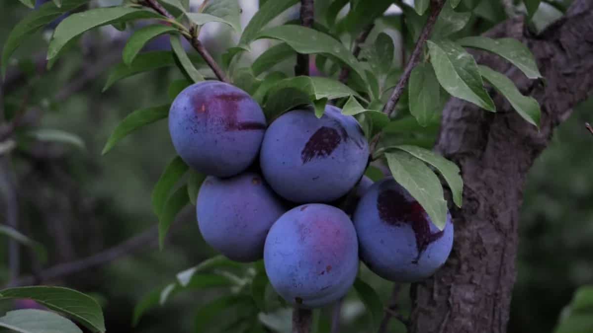 7 Plum Health Benefits To Discover This Summer