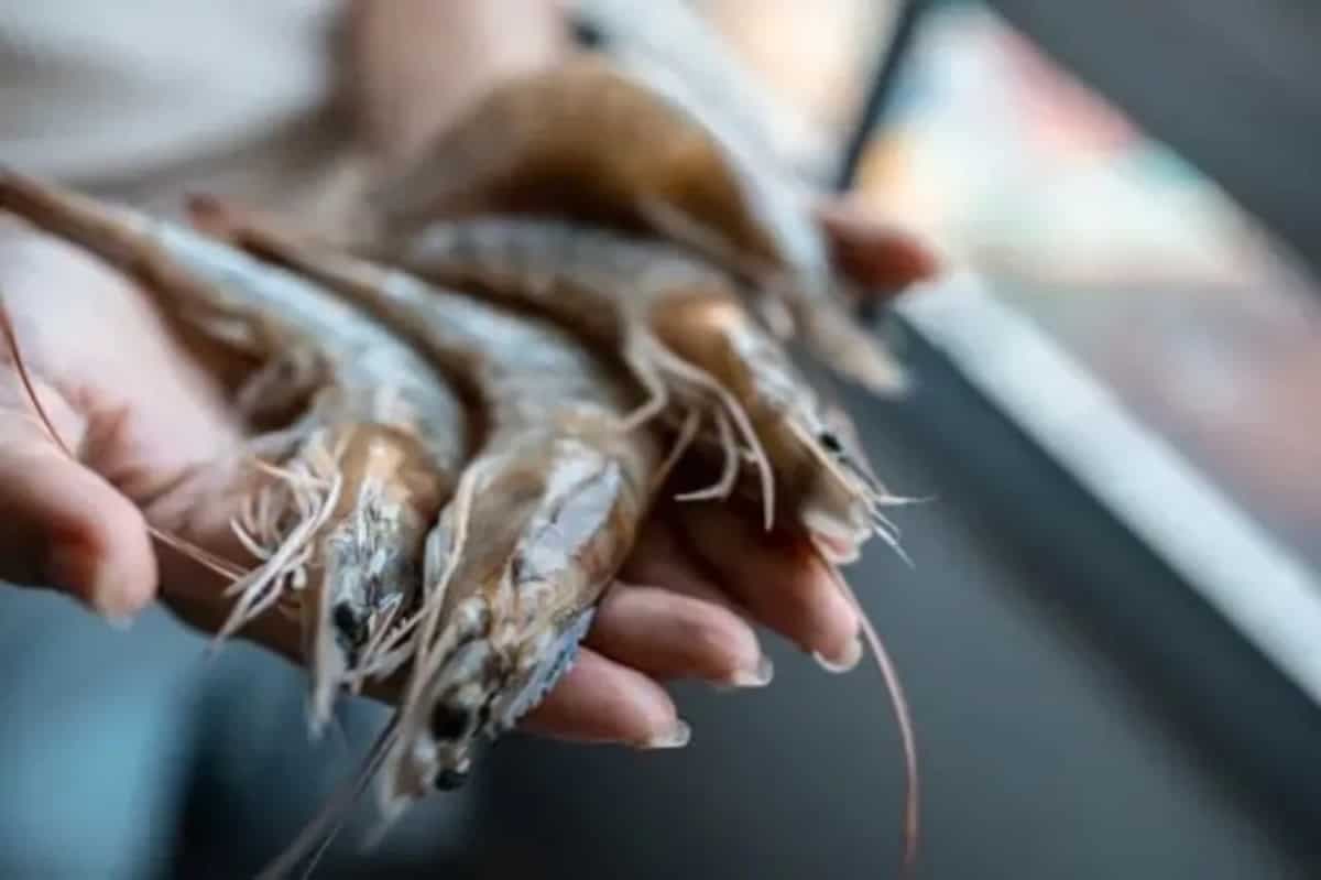 5 Tips To Master The Art Of Assessing Prawn Freshness