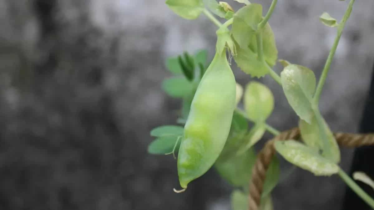 How To Plant Peas? Buckle Up For Your Winter Kitchen Garden