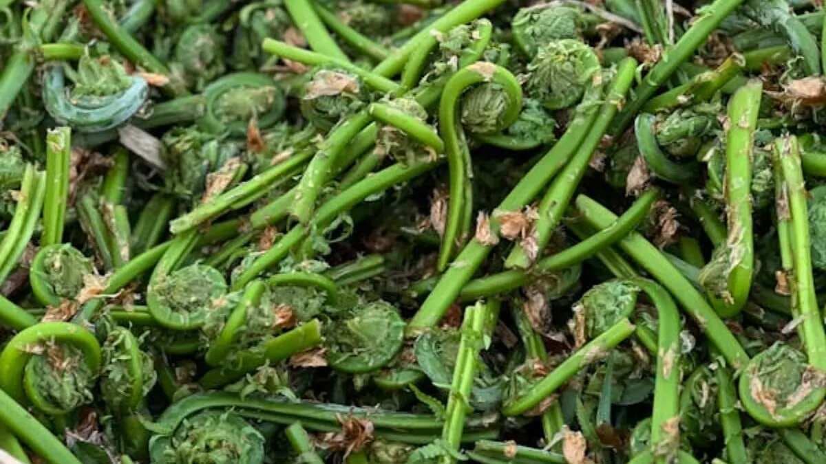 Fiddlehead Ferns: 6 Nepali Style Recipes Made With Ninggure