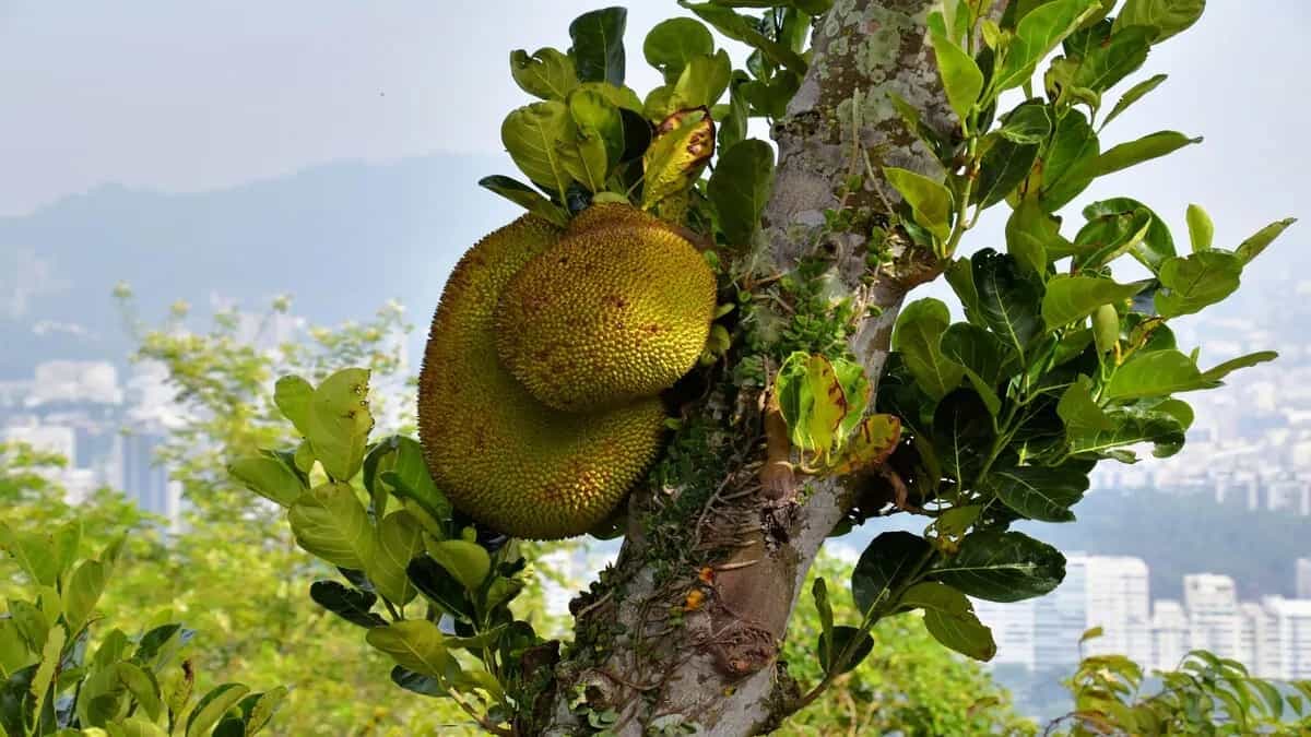 Jackfruit 101: The Top 7 Health Benefits of Consuming Jackfruit