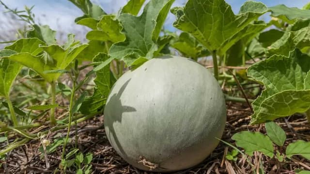 Growing Muskmelons In Your Balconies And Garden: Tips And Tricks