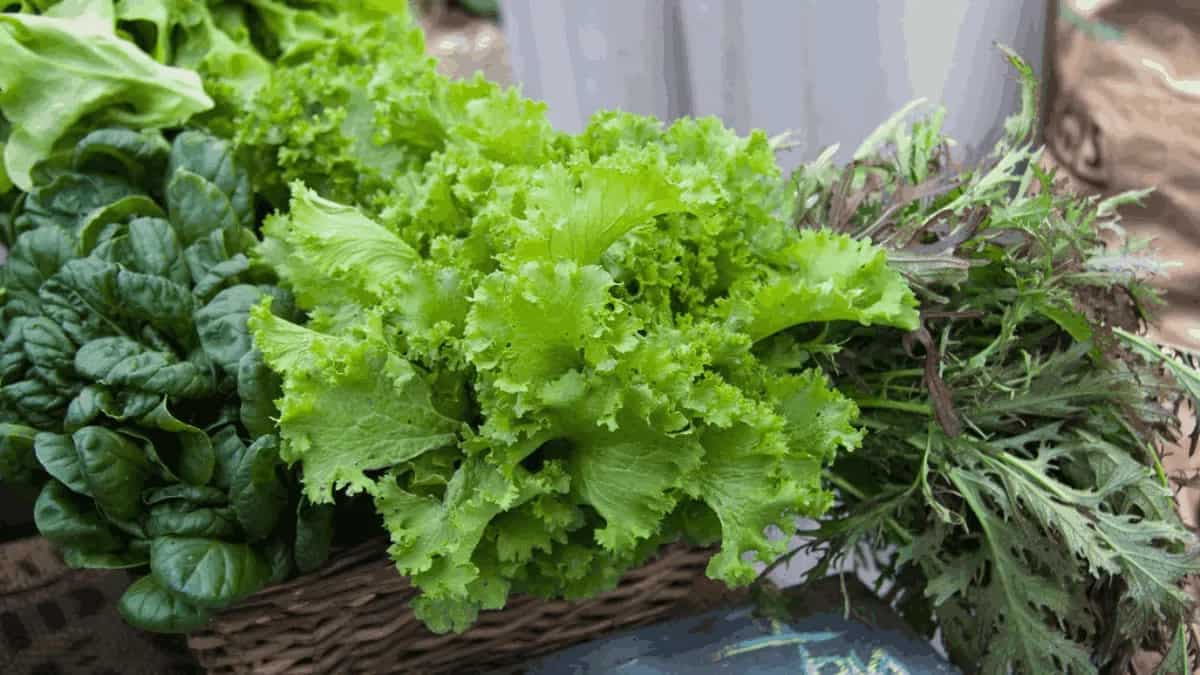 Kitchen Gardening Tips: Vegetables That Grow In Low Sunlight