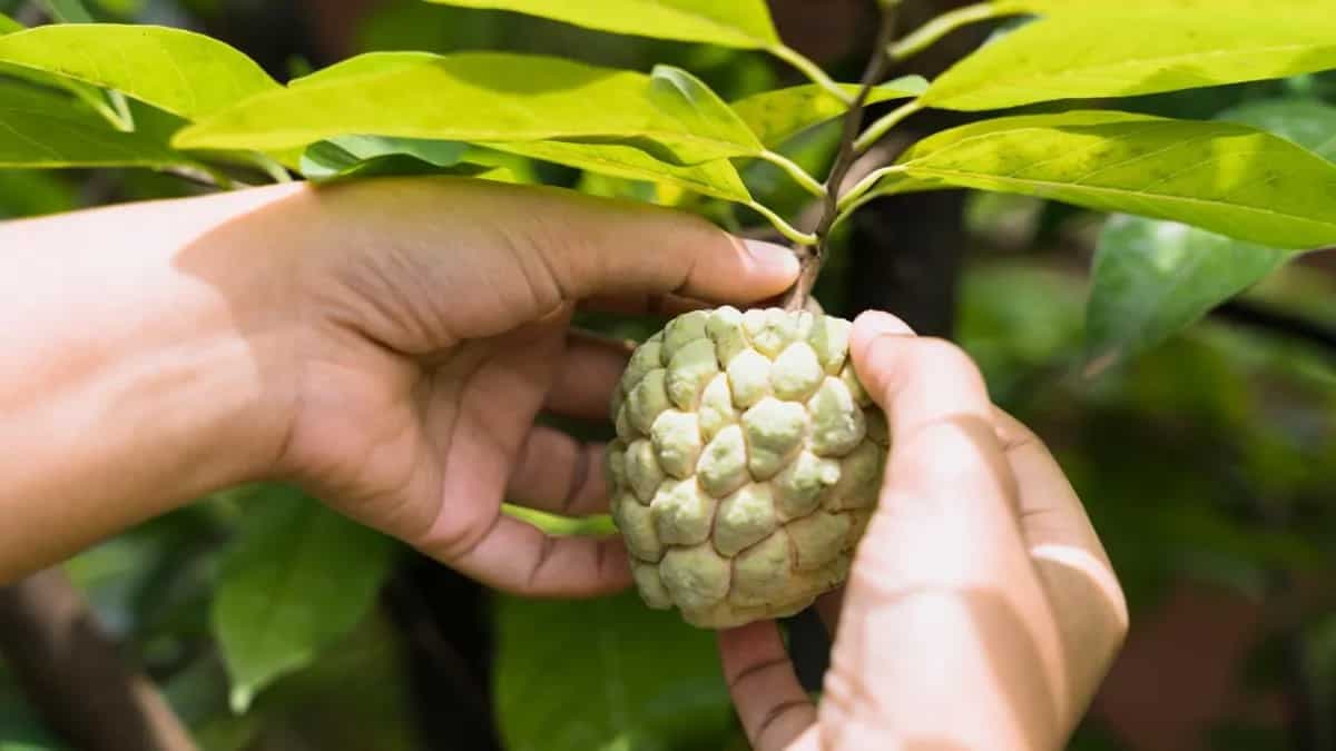 10 Steps To Grow Custard Apples At Home In Your Kitchen Garden