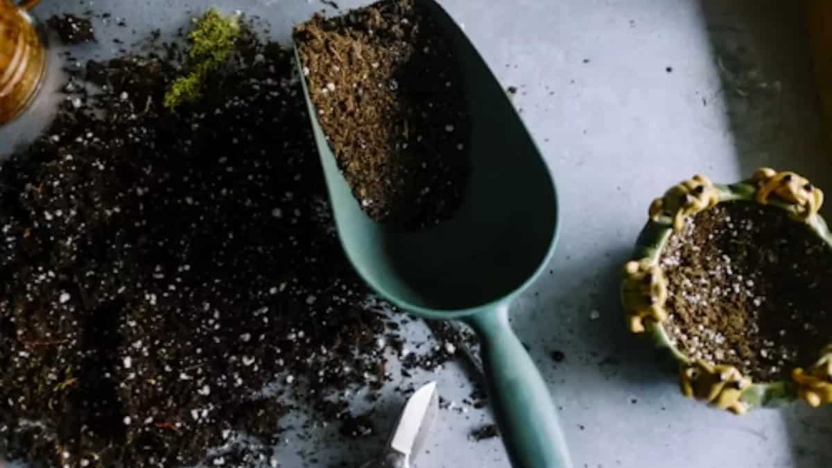 Kitchen Garden Tips: Follow This Guide For Fertilising