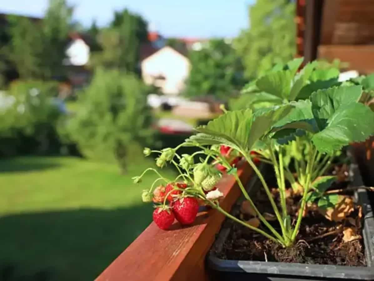 Container Gardening: 6 Top Tips For Growing Fruit Trees At Home