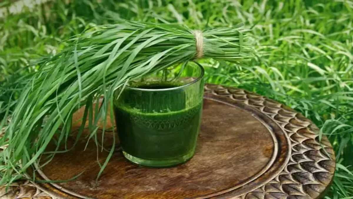 5 Ways Of Growing Wheatgrass In Your Home