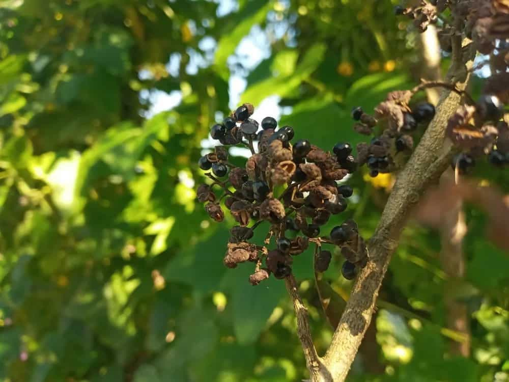 Timur: Uttarakhand’s ‘Szechuan Pepper’ Is A Himalayan Gem