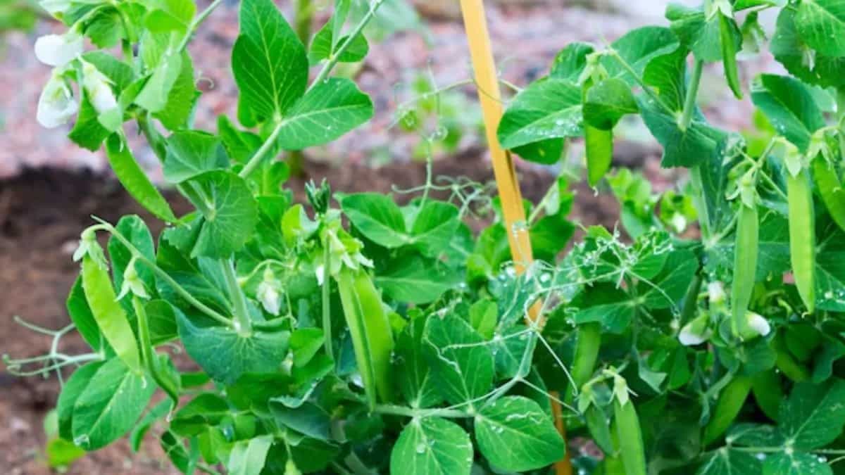 How To Grow Peas In A Container At Home