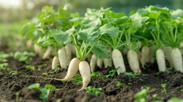 Growing White Radish From Seeds In Your Kitchen Garden