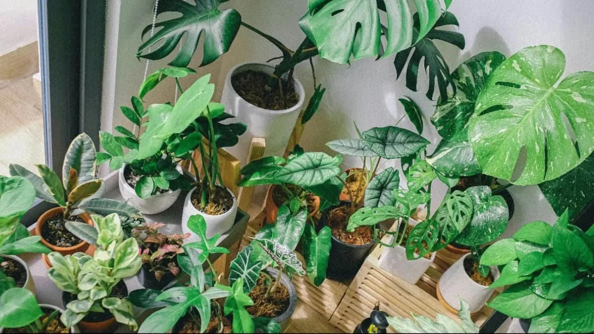 Indoor Planting: Tips To Keep Your Houseplants Healthy