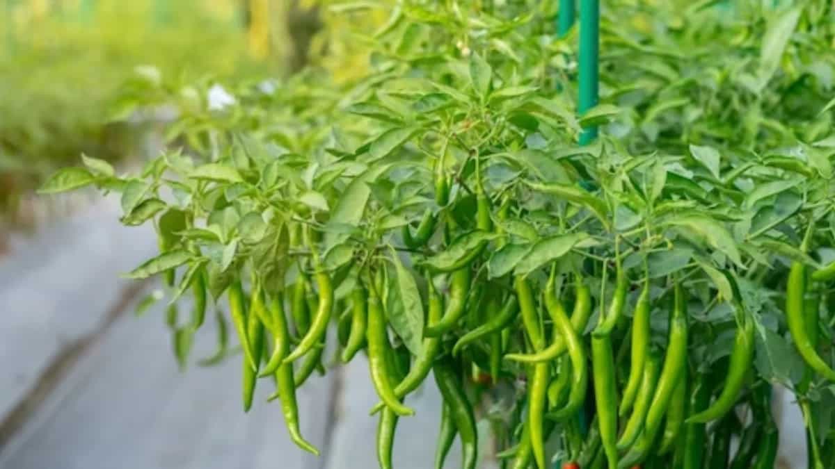 How To Grow And Care For Green Chilli Plants At Home