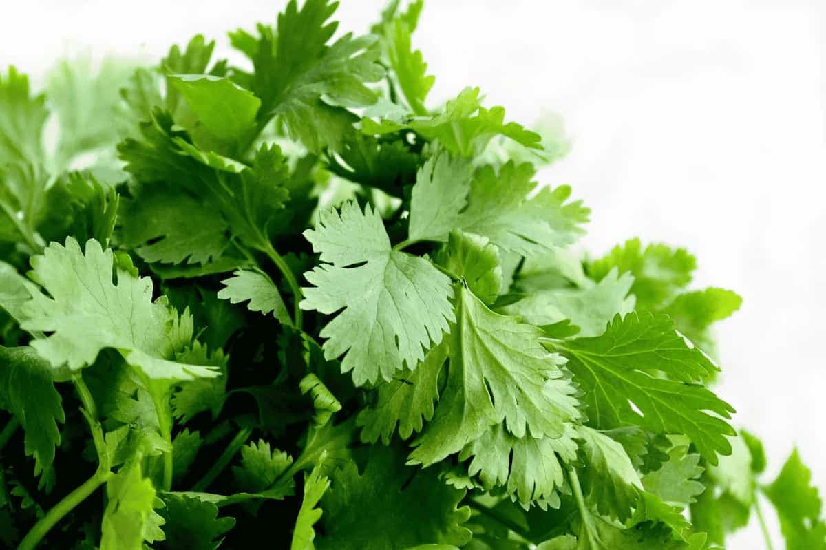 Cilantro 101: 7 Amazing Benefits Of Adding It To Your Diet