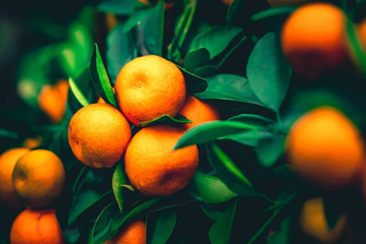 Kitchen Tips: 4 Easy Steps To Store Mandarin Oranges