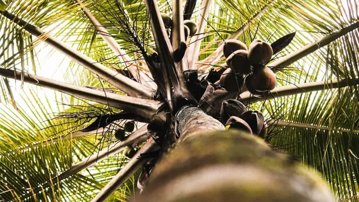 How To Plant A Coconut Tree? Care Guide And Hacks