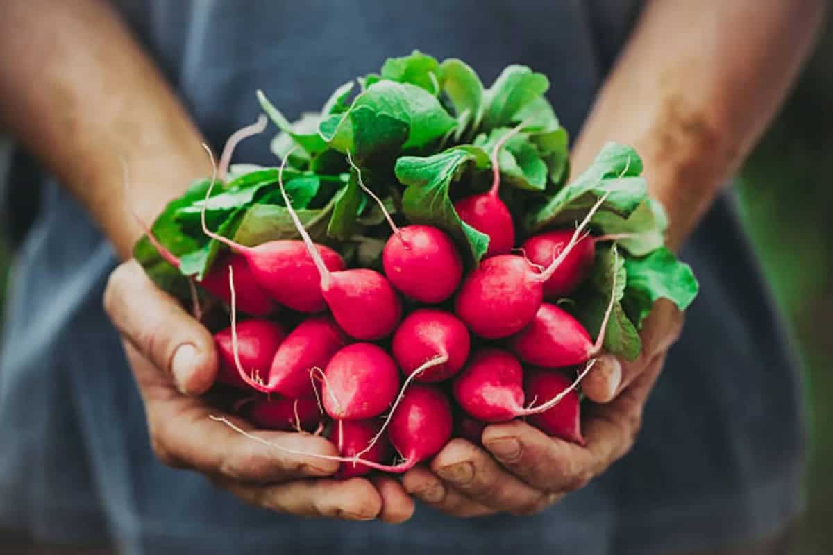 Radish Greens: A Nutritious Leafy Ingredient For Healthy Cooking