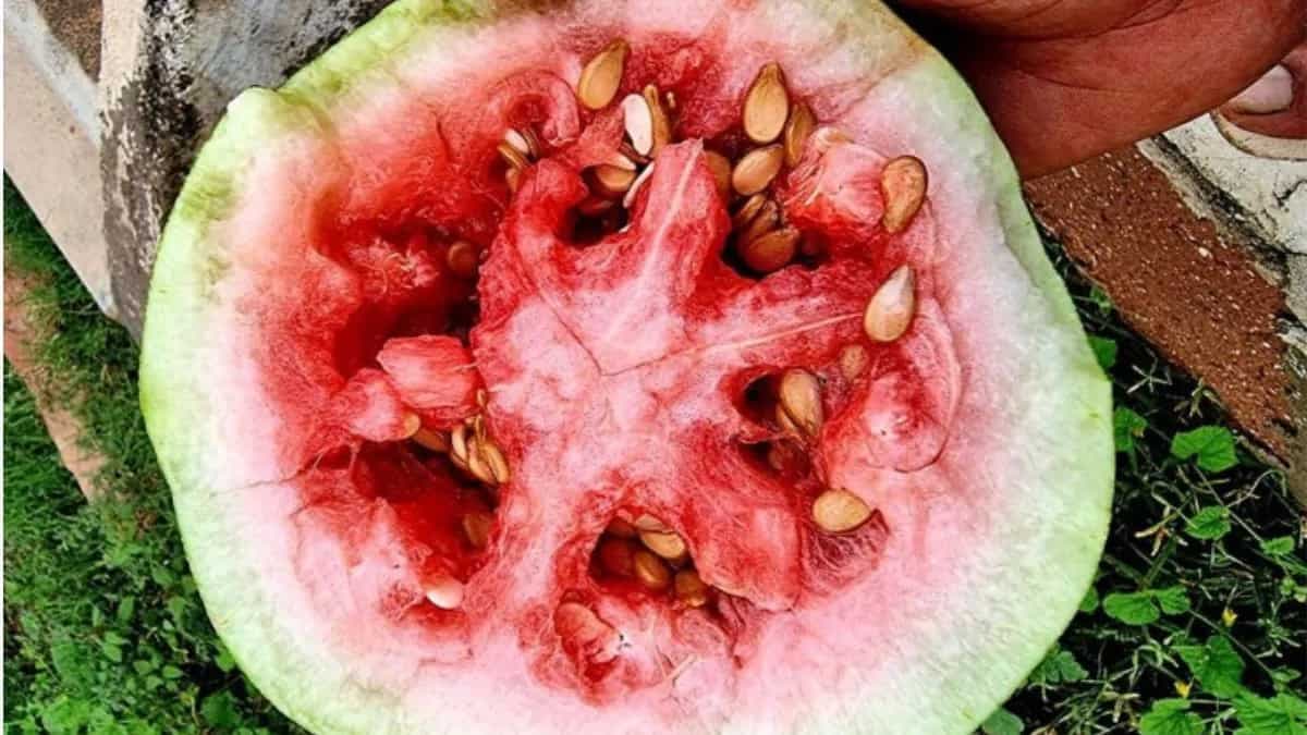 The Significance Of Matira, A Melon That Started A War