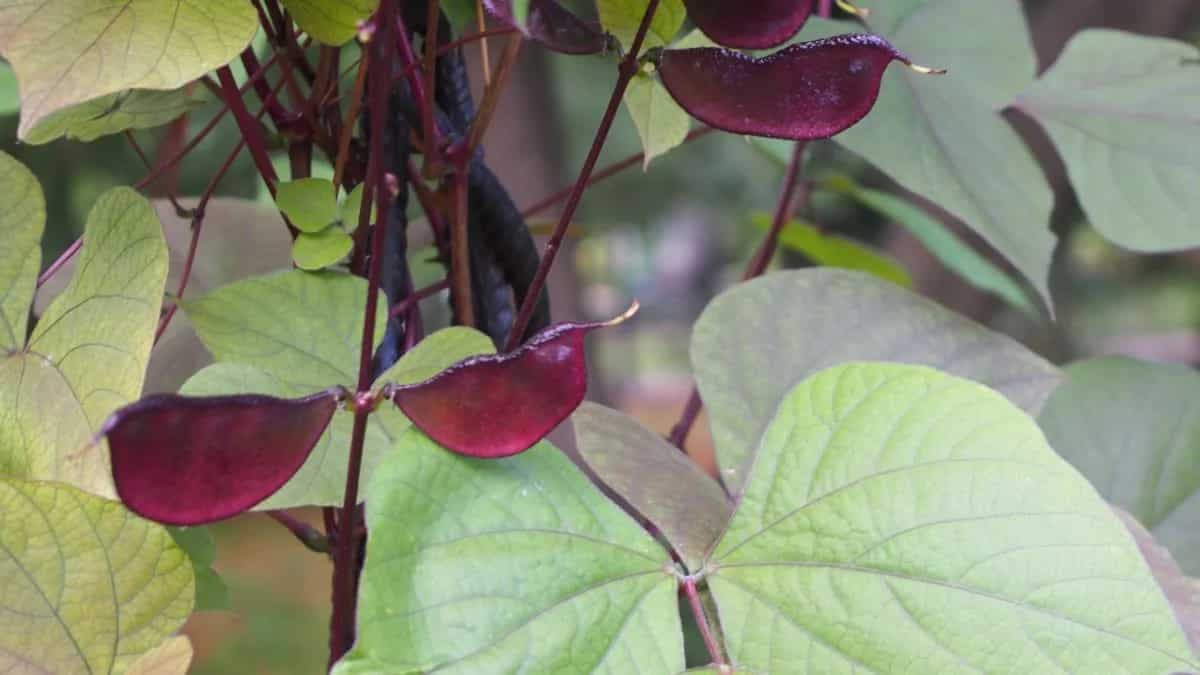 Growing Rajma Beans At Home: Essential Tips To Keep In Mind