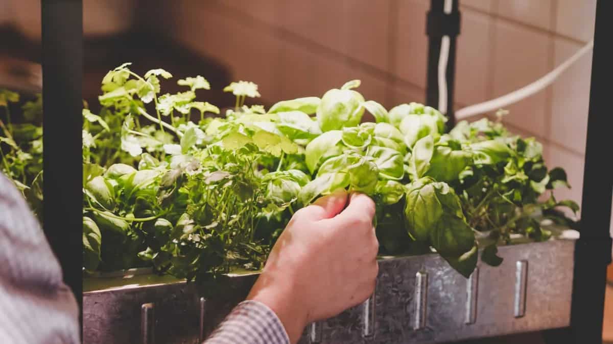 Growing Your Own Food Is The Best Diet Hack For Singles