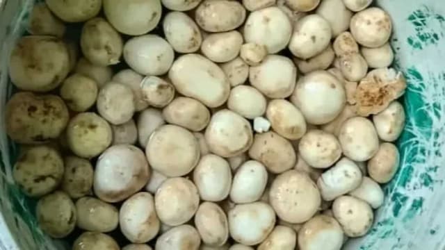 Rugra: India’s Rarest Mushrooms From Jharkhand's Tribal Regions