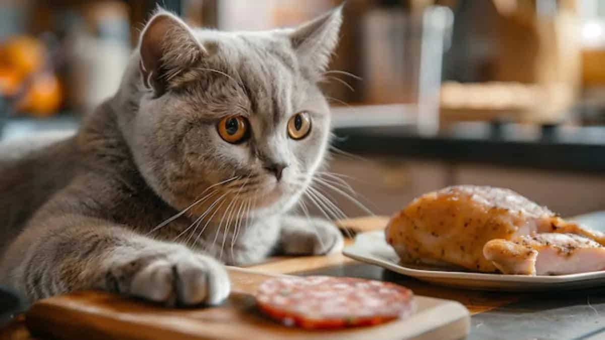 Grain Free Diet For Cats