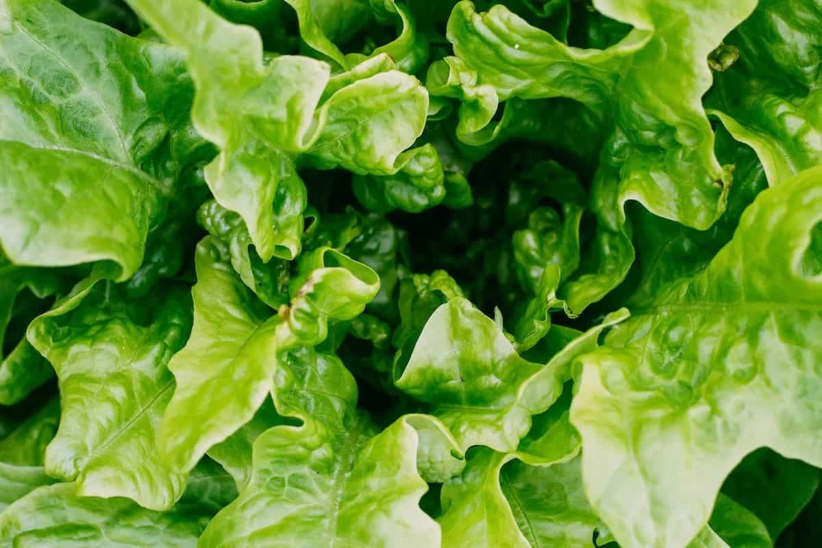 The 6 Easy Tips To Keep Lettuce From Wilting Away