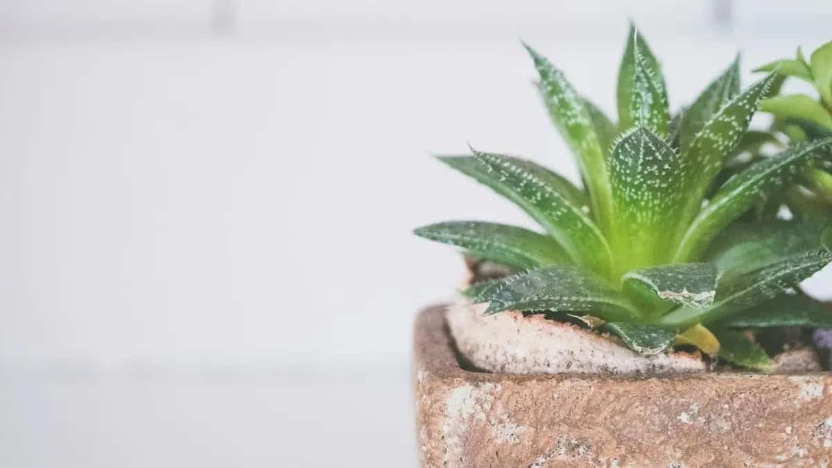 How To Grow Aloe? Care Tips And Hacks For Easy Maintenance 