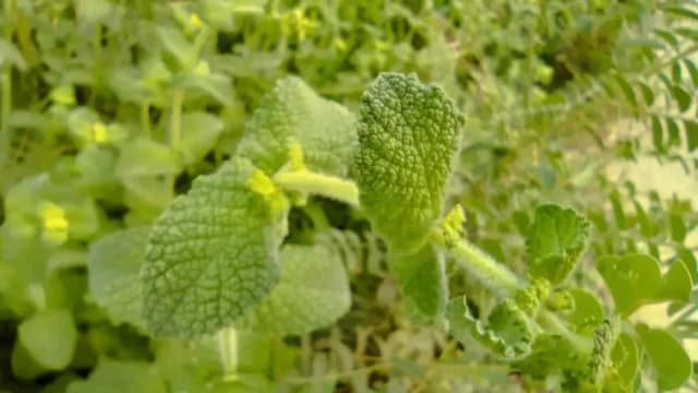 How To Grow Mint In Your Garden Or Balcony This Winter?