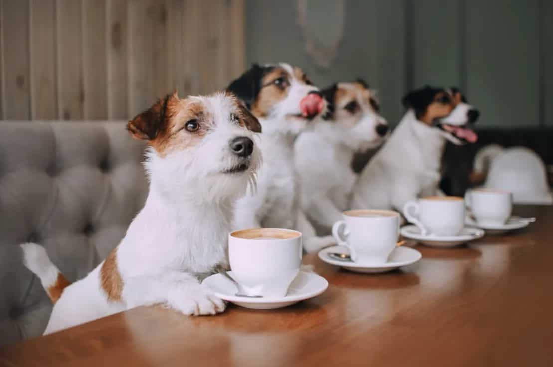 A Bengaluru Cafe Just Launched The 'Pup Cup'; Learn More