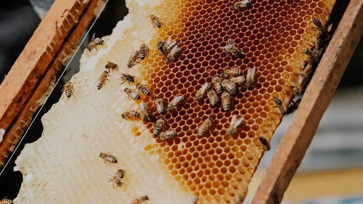 Ancient Craft Of Beekeeping: Honey's Journey From Hive To Table