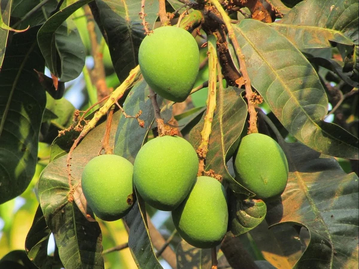 Mango More: A Gudi Padwa & Ugadi Special