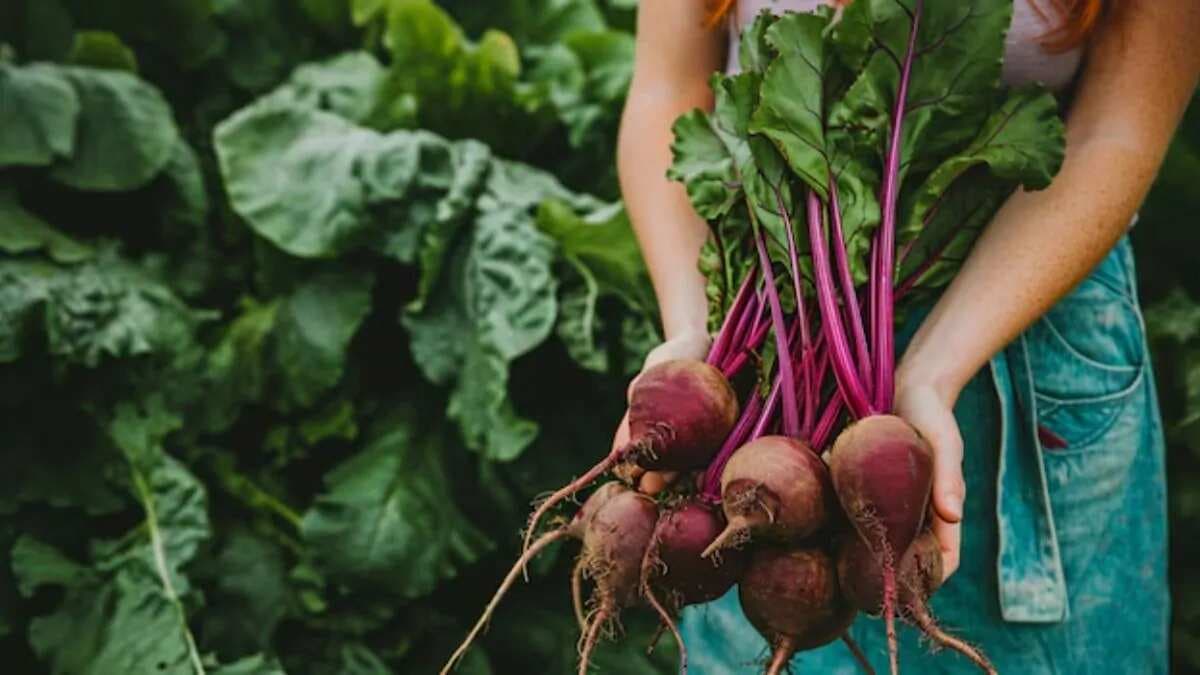 How To Grow Beetroot Without Seeds At Home