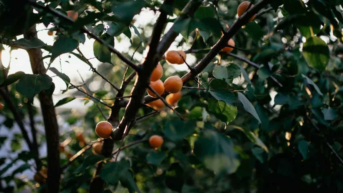 Growing Apricots At Home: Essential Tips To Keep In Mind