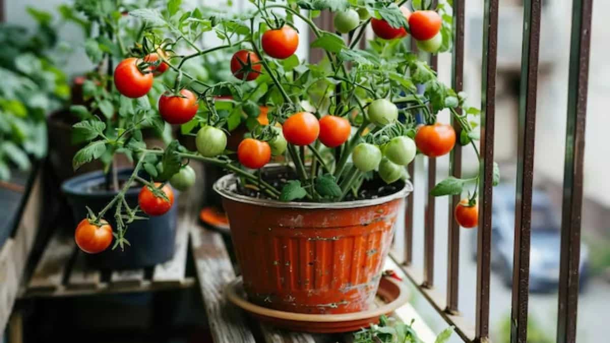 Pot Gardening Made Simple: Top Vegetables To Grow At Home