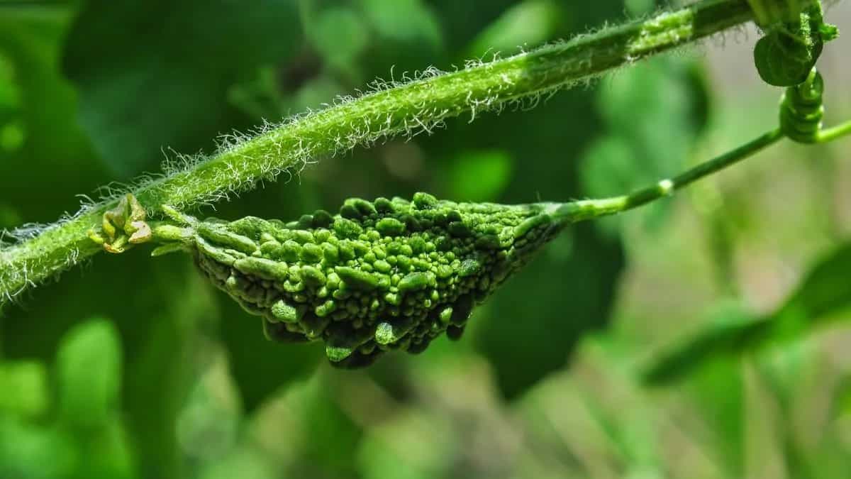 Growing Karela At Home: Essential Tips To Keep In Mind