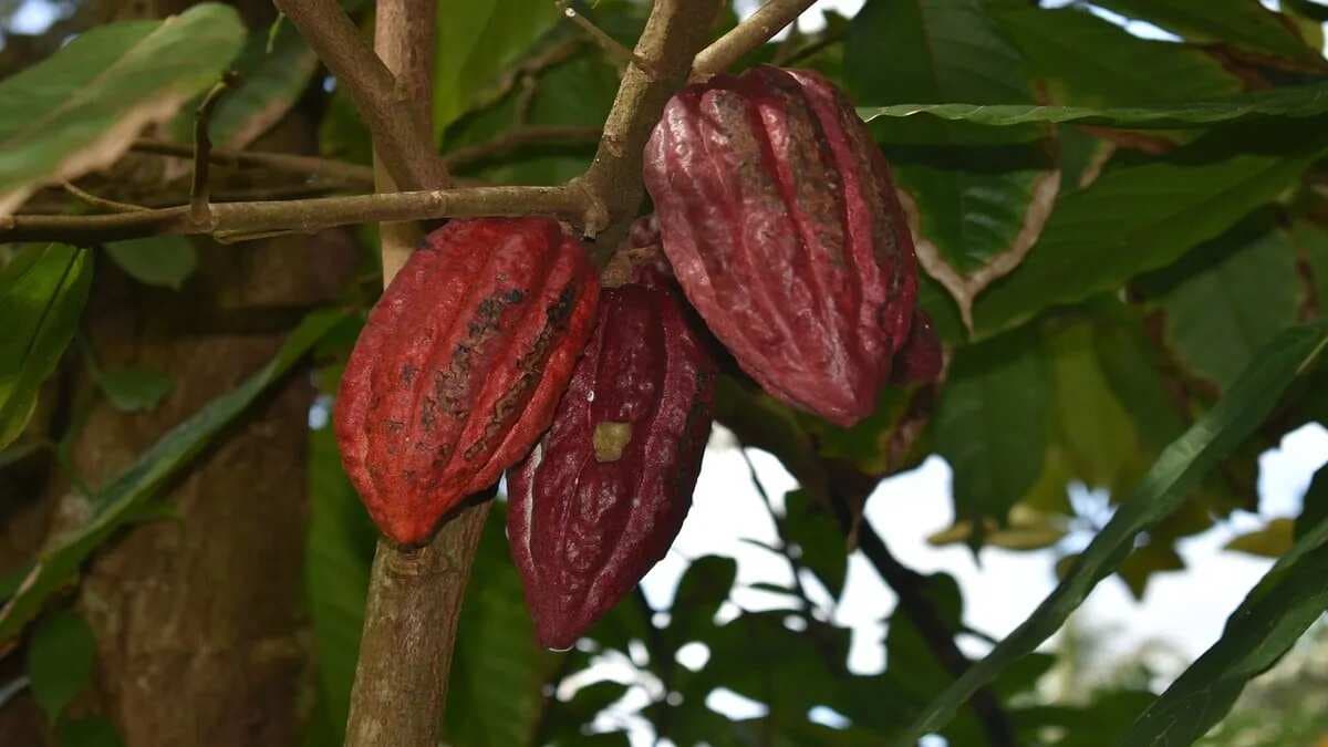 Mystery And Mastery: Heard Of The Ancient Mayan Chocolate