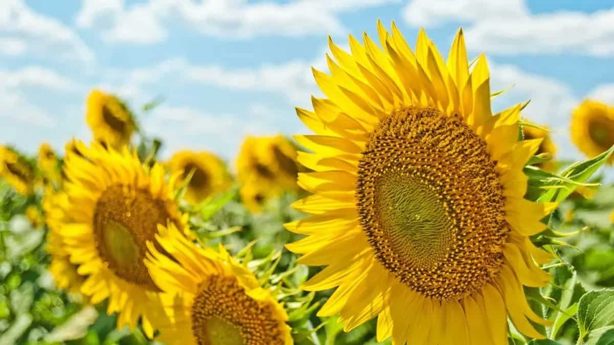 Planting Sunflower Seeds: Care Guide And Hacks To Explore