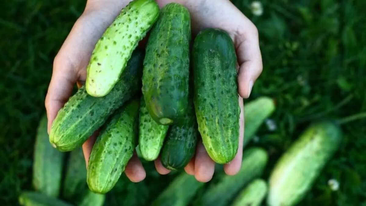 7 Cool And Beneficial Ways To Indulge In Cucumbers
