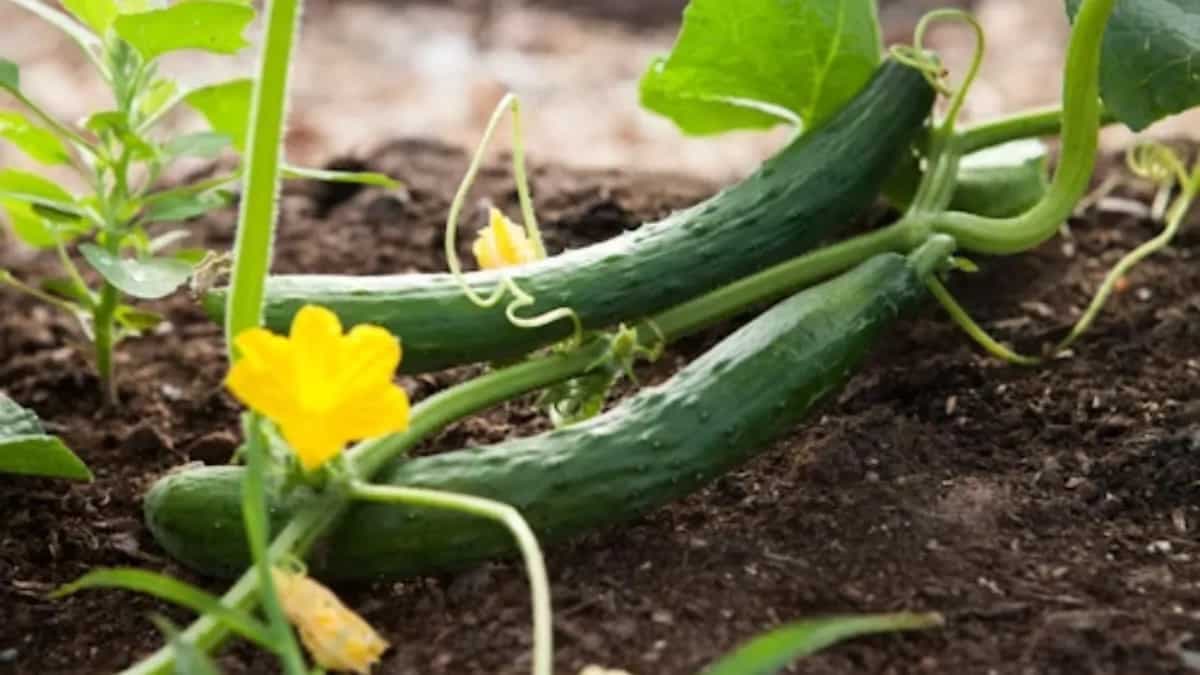 Cucumber Seeds Planting Guide: Tips For A Healthy Harvest